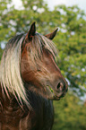 Schwarzwlder Fuchs Portrait