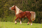 Schwarzwlder Fuchs