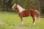 Schwarzwlder Fuchs
