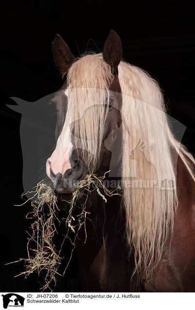 Schwarzwlder Kaltblut / Black Forest Horse / JH-07206