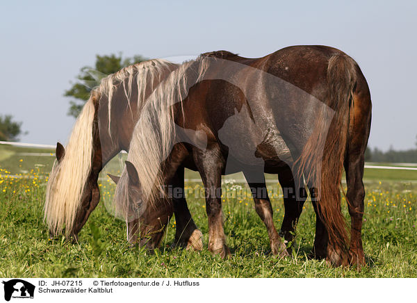Schwarzwlder Kaltblut / Black Forest Horse / JH-07215