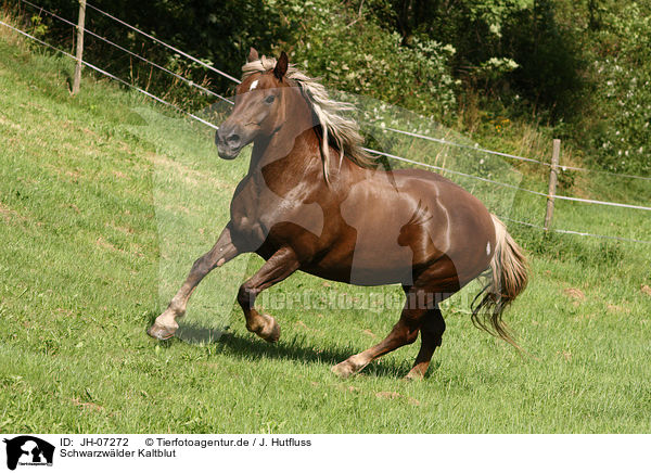 Schwarzwlder Kaltblut / Black Forest Horse / JH-07272