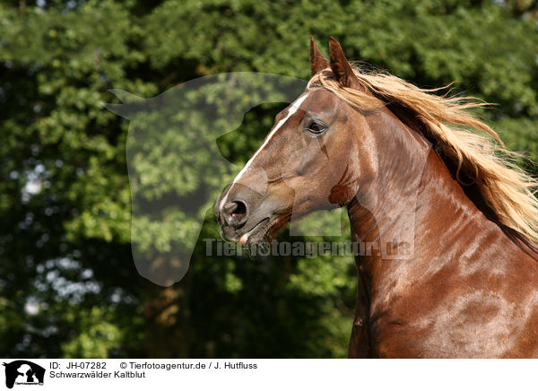 Schwarzwlder Kaltblut / Black Forest Horse / JH-07282