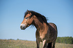 Schwedisches Kaltblut Portrait