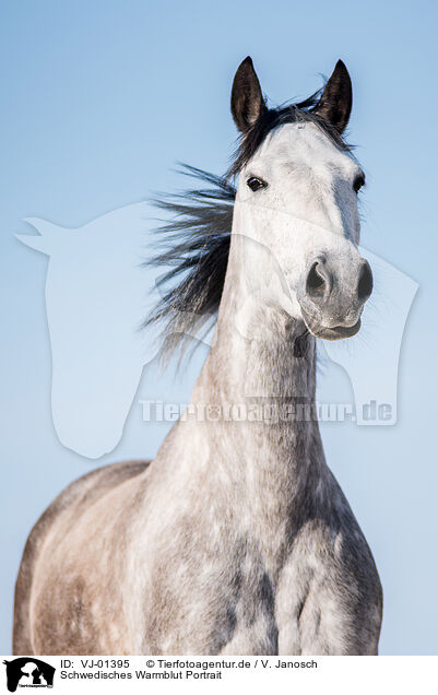 Schwedisches Warmblut Portrait / VJ-01395