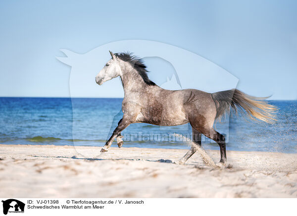 Schwedisches Warmblut am Meer / VJ-01398