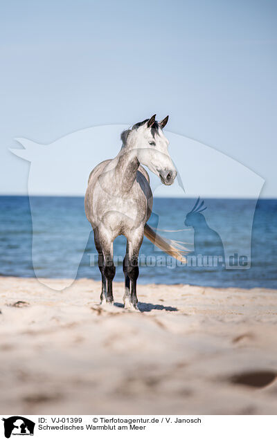 Schwedisches Warmblut am Meer / VJ-01399