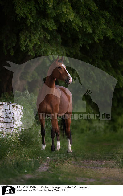 stehendes Schwedisches Warmblut / standing Swedish Warmblood / VJ-01502