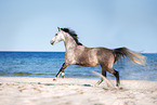 Schwedisches Warmblut am Meer