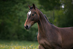 Schwedisches Warmblut Portrait