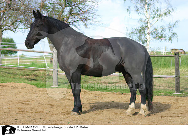 Schweres Warmblut / black horse / PM-01192