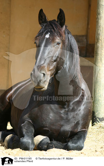 ruhendes Pferd / dozing horse / PM-01195