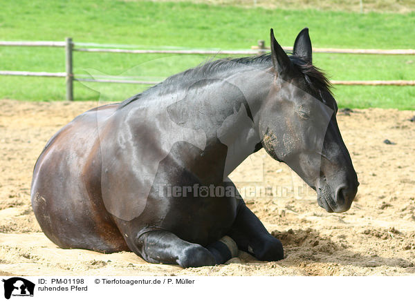 ruhendes Pferd / dozing horse / PM-01198