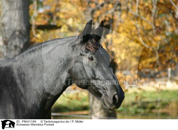 Schweres Warmblut Portrait / horse head / PM-01199