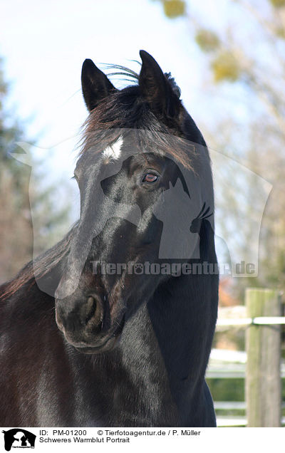 Schweres Warmblut Portrait / horse head / PM-01200