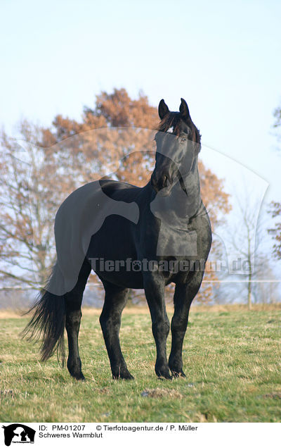 Schweres Warmblut / black horse / PM-01207
