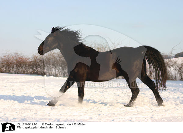 Pferd galoppiert durch den Schnee / running horse / PM-01210