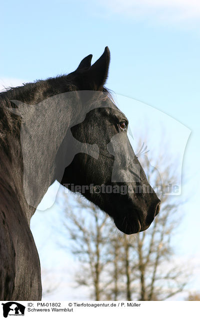 Schweres Warmblut / black horse / PM-01802