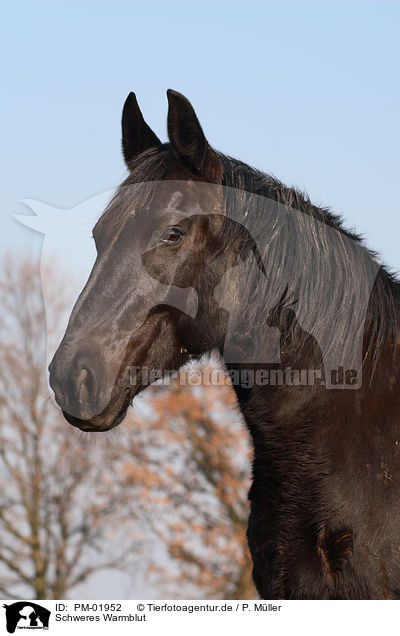Schweres Warmblut / horse / PM-01952