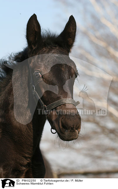 Schweres Warmblut Fohlen / PM-02250