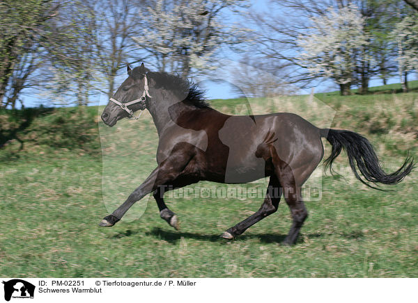 Schweres Warmblut / black horse / PM-02251