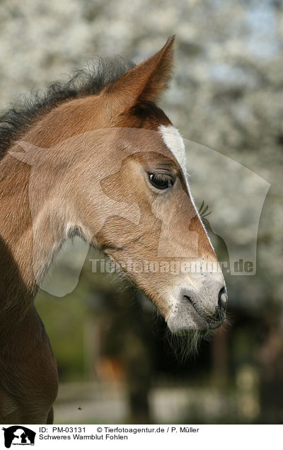 Schweres Warmblut Fohlen / horse foal / PM-03131