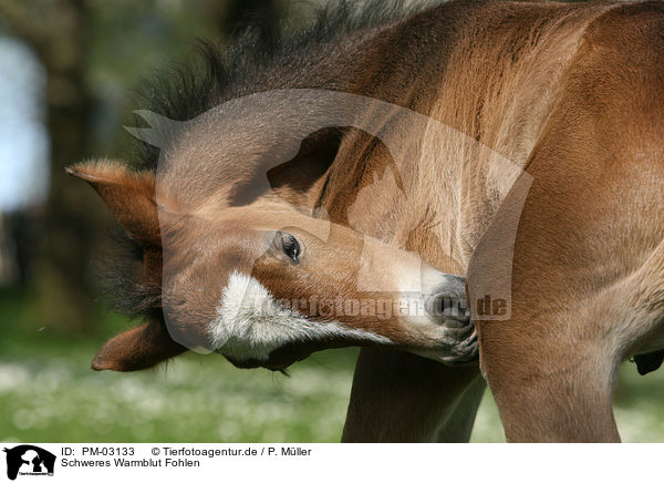 Schweres Warmblut Fohlen / horse foal / PM-03133