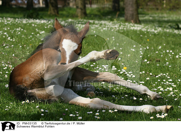 Schweres Warmblut Fohlen / horse foal / PM-03135