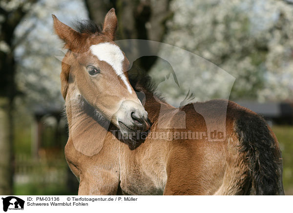 Schweres Warmblut Fohlen / horse foal / PM-03136
