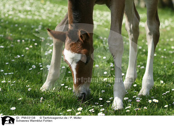 Schweres Warmblut Fohlen / horse foal / PM-03138
