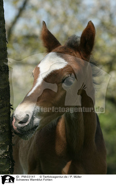 Schweres Warmblut Fohlen / horse foal / PM-03141