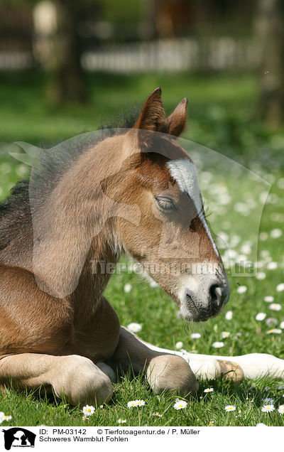 Schweres Warmblut Fohlen / horse foal / PM-03142