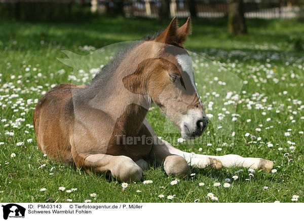 Schweres Warmblut Fohlen / horse foal / PM-03143