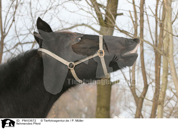 flehmendes Pferd / flehmening horse / PM-03672