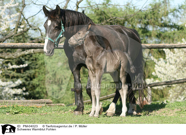 Schweres Warmblut Fohlen / horse foal / PM-04023