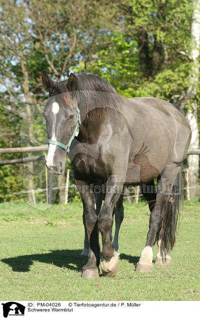 Schweres Warmblut / black horse / PM-04026