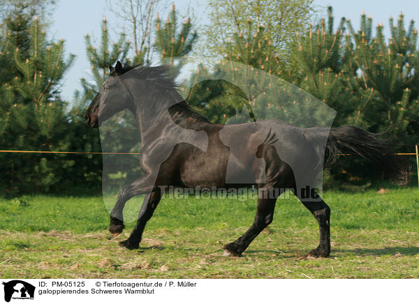 galoppierendes Schweres Warmblut / galloping warmblood / PM-05125