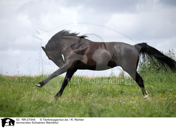 rennendes Schweres Warmblut / running horse / RR-37948