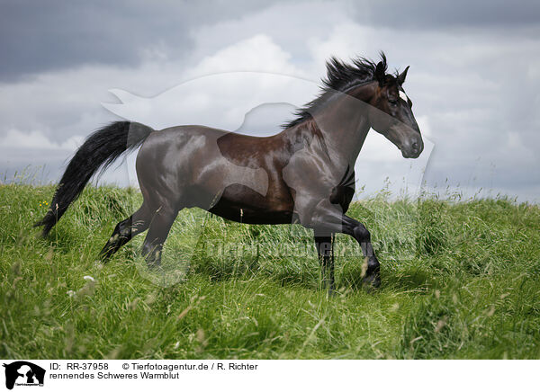rennendes Schweres Warmblut / running horse / RR-37958