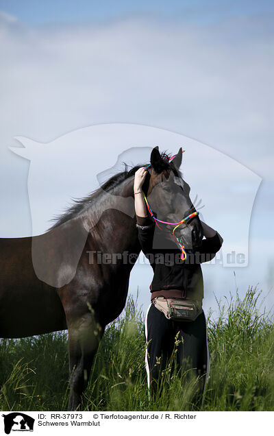 Schweres Warmblut / black horse / RR-37973