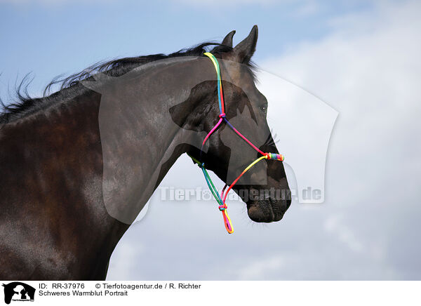 Schweres Warmblut Portrait / RR-37976