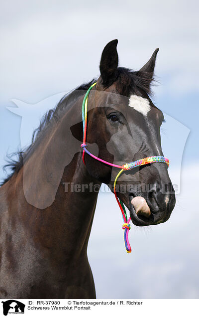 Schweres Warmblut Portrait / RR-37980