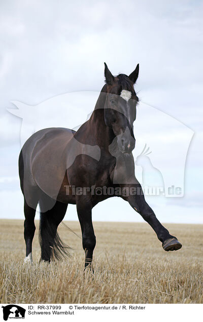 Schweres Warmblut / RR-37999