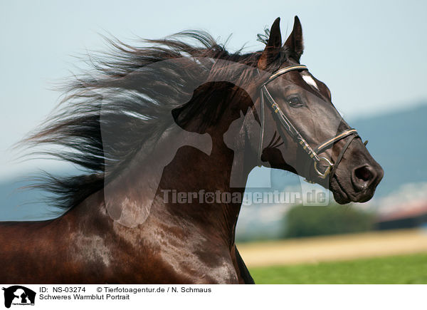 Schweres Warmblut Portrait / warmblood portrait / NS-03274