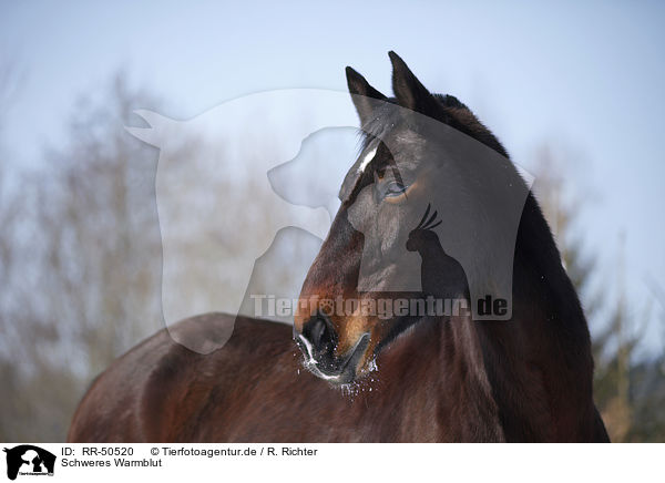 Schweres Warmblut / dark horse / RR-50520