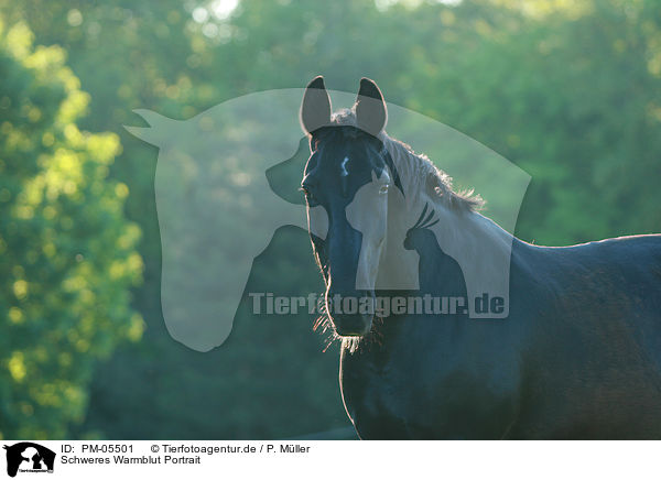 Schweres Warmblut Portrait / Heavy warmblood portrait / PM-05501