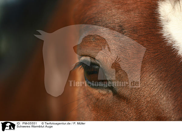 Schweres Warmblut Auge / Heavy Warmblood eye / PM-05551