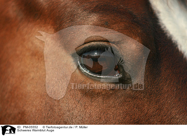 Schweres Warmblut Auge / Heavy Warmblood eye / PM-05552