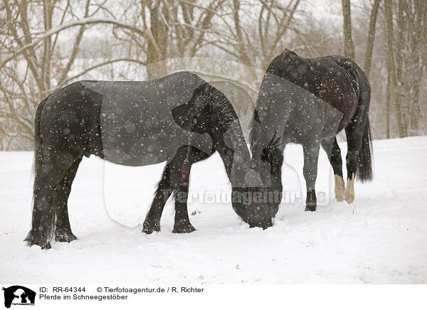 Pferde im Schneegestber / horses in driving snow / RR-64344