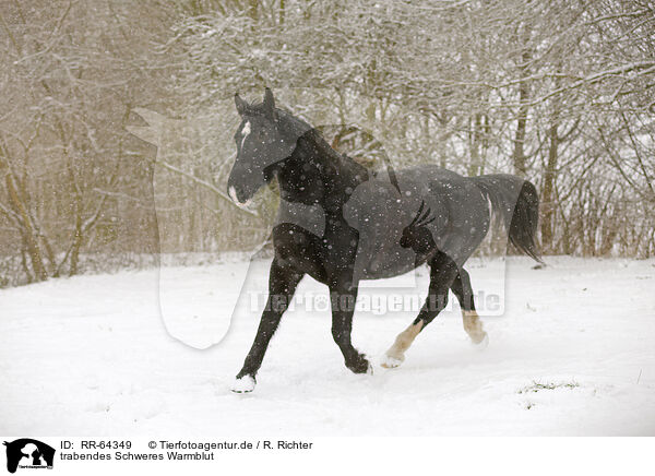 trabendes Schweres Warmblut / RR-64349